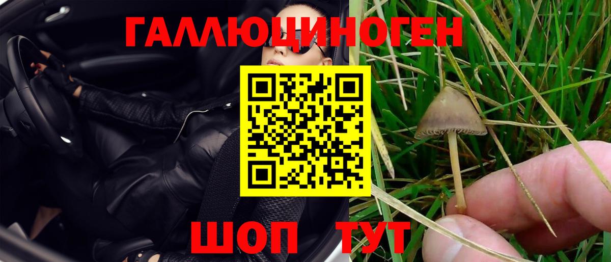 Галлюциногенные грибы Psilocybe  Вход с VPN  Выкса 